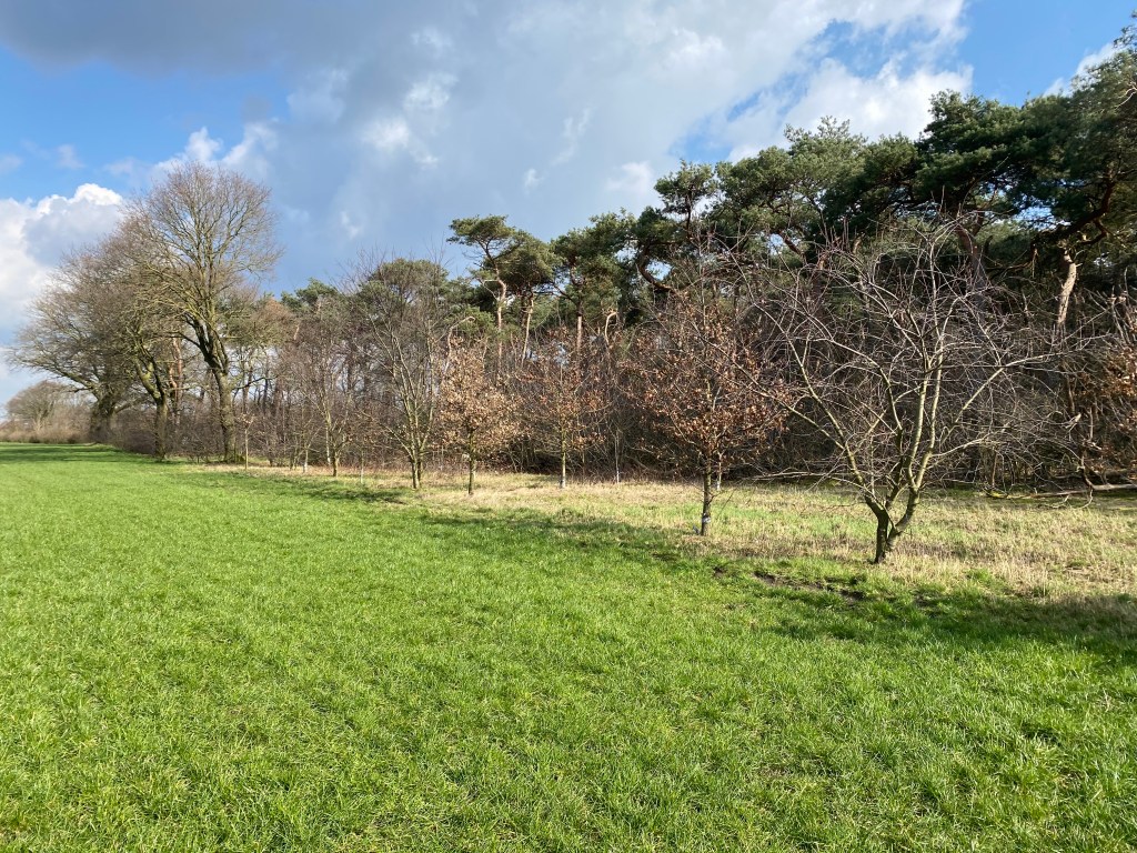 Neerkantse bossen